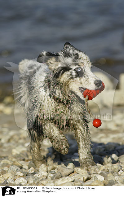 junger Australian Shepherd / young Australian Shepherd / BS-03514