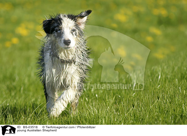 junger Australian Shepherd / young Australian Shepherd / BS-03518