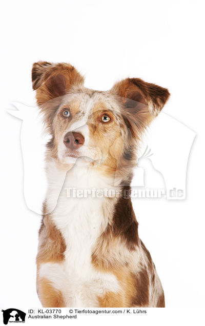 Australian Shepherd / Australian Shepherd / KL-03770