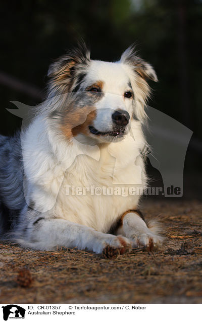 Australian Shepherd / Australian Shepherd / CR-01357