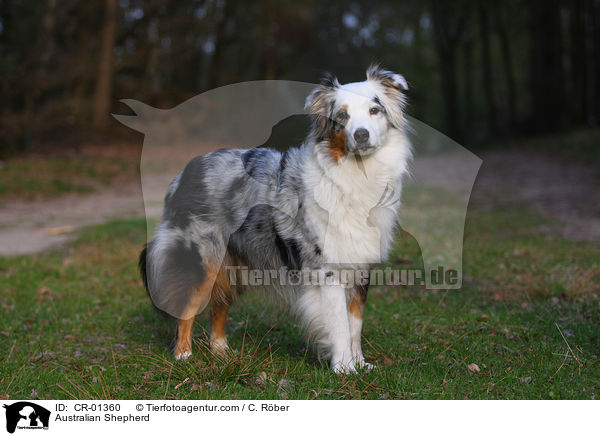 Australian Shepherd / Australian Shepherd / CR-01360