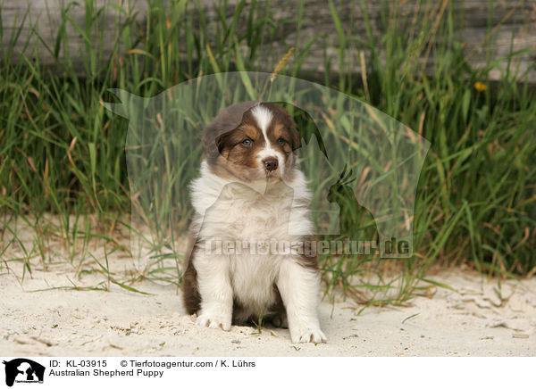 Australian Shepherd Welpe / Australian Shepherd Puppy / KL-03915