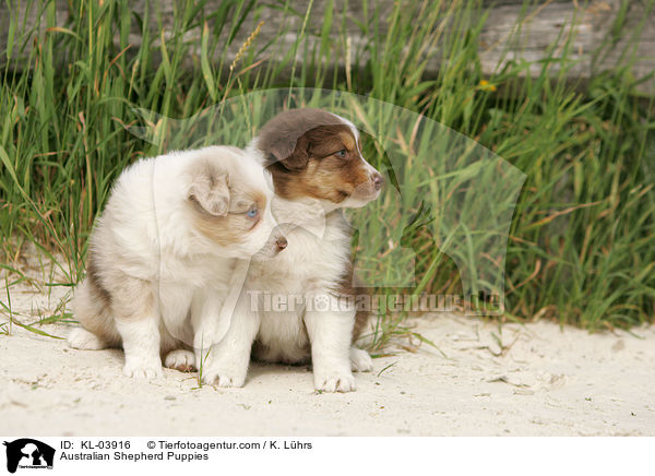 Australian Shepherd Welpen / Australian Shepherd Puppies / KL-03916