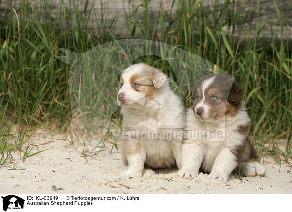 Australian Shepherd Welpen / Australian Shepherd Puppies / KL-03919