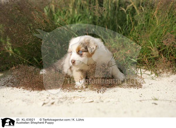 Australian Shepherd Welpe / Australian Shepherd Puppy / KL-03921