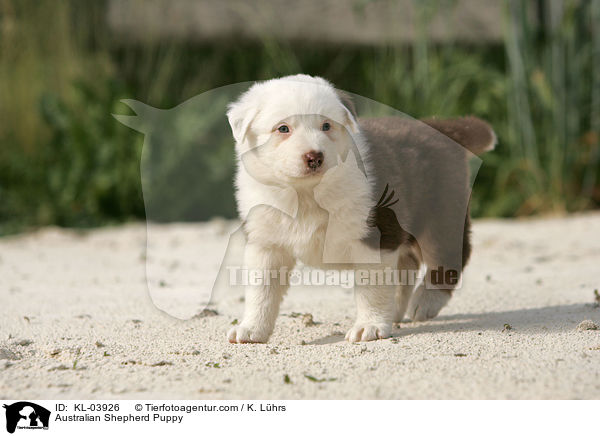 Australian Shepherd Welpe / Australian Shepherd Puppy / KL-03926