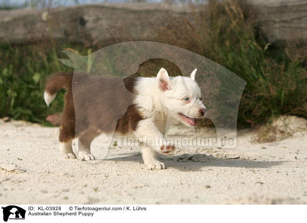 Australian Shepherd Welpe / Australian Shepherd Puppy / KL-03928