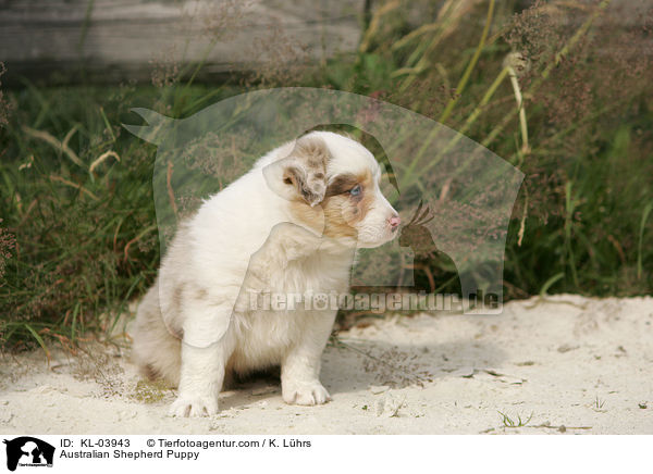 Australian Shepherd Welpe / Australian Shepherd Puppy / KL-03943