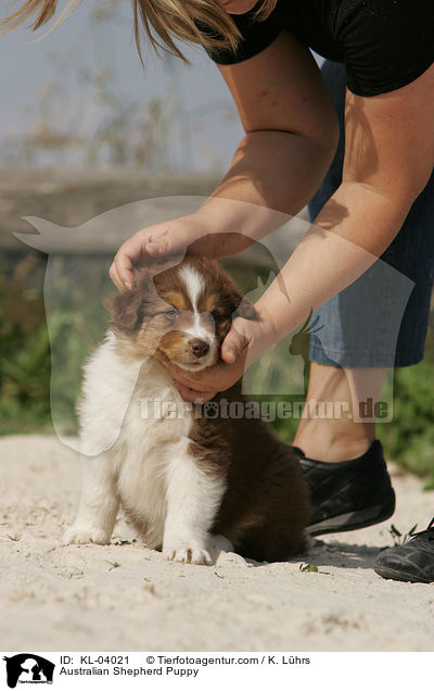 Australian Shepherd Welpe / Australian Shepherd Puppy / KL-04021