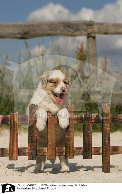 Australian Shepherd Welpe / Australian Shepherd Puppy / KL-04026