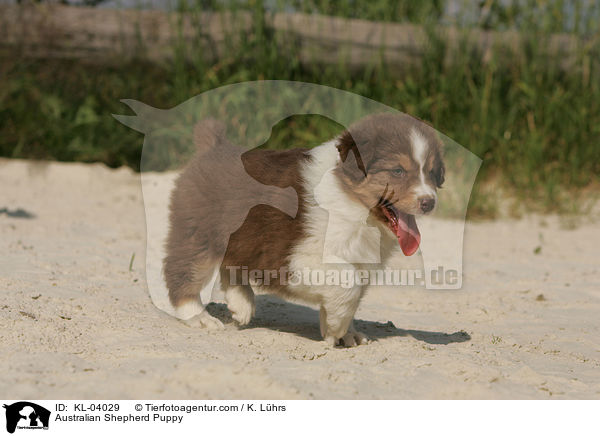 Australian Shepherd Puppy / KL-04029