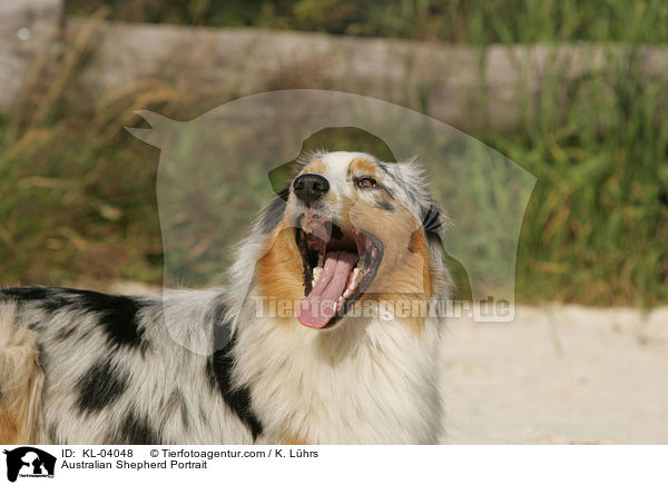 Australian Shepherd Portrait / Australian Shepherd Portrait / KL-04048