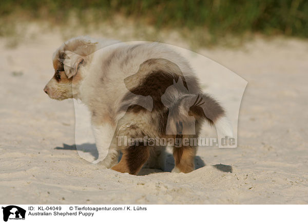 Australian Shepherd Welpe / Australian Shepherd Puppy / KL-04049
