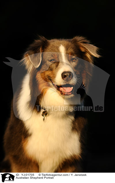 Australian Shepherd Portrait / Australian Shepherd Portrait / YJ-01705
