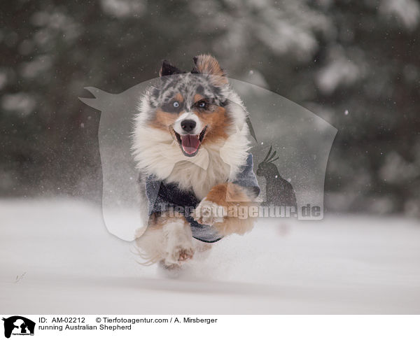 rennender Australian Shepherd / running Australian Shepherd / AM-02212