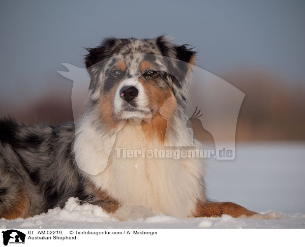 Australian Shepherd / Australian Shepherd / AM-02219