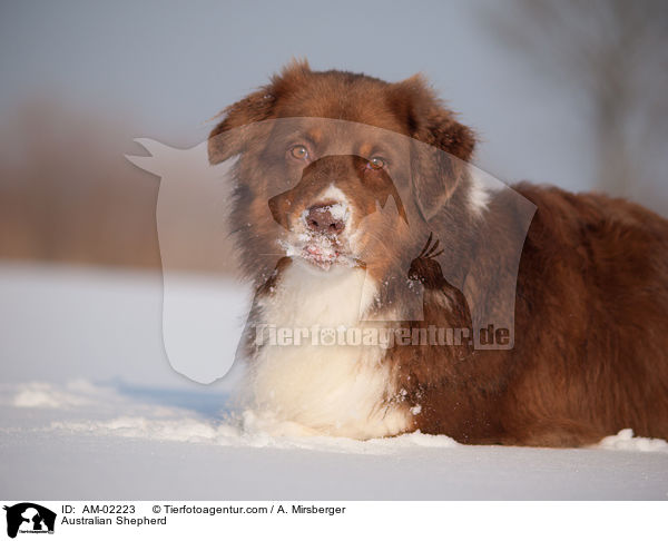 Australian Shepherd / Australian Shepherd / AM-02223