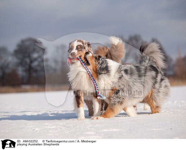spielende Australian Shepherds / playing Australian Shepherds / AM-02252