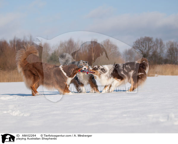 spielende Australian Shepherds / playing Australian Shepherds / AM-02264