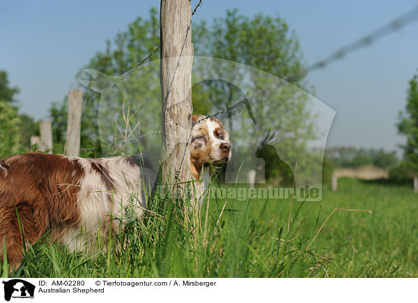 Australian Shepherd / Australian Shepherd / AM-02280