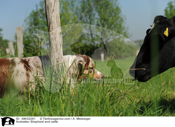 Australian Shepherd und Rind / Australian Shepherd and cattle / AM-02281