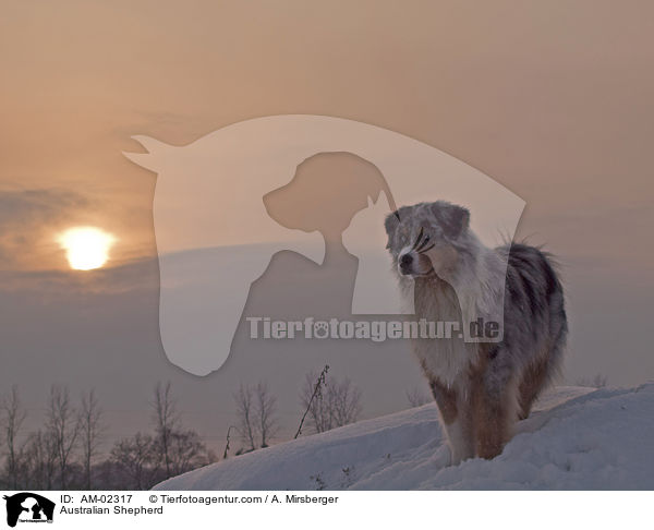 Australian Shepherd / Australian Shepherd / AM-02317
