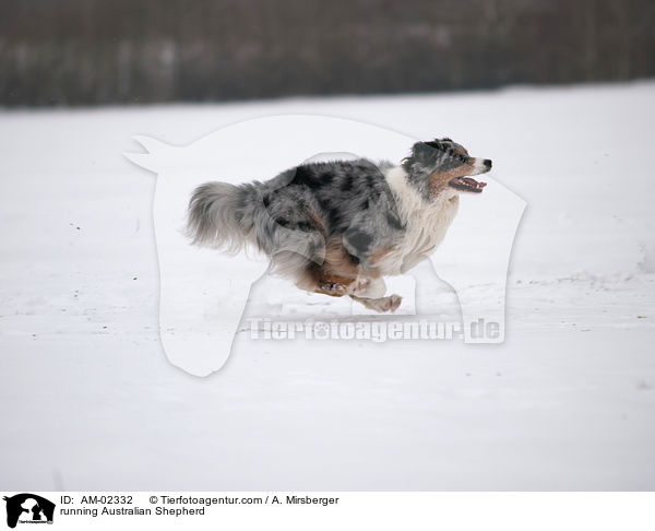 rennender Australian Shepherd / running Australian Shepherd / AM-02332