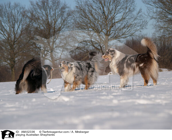 spielende Australian Shepherds / playing Australian Shepherds / AM-02336