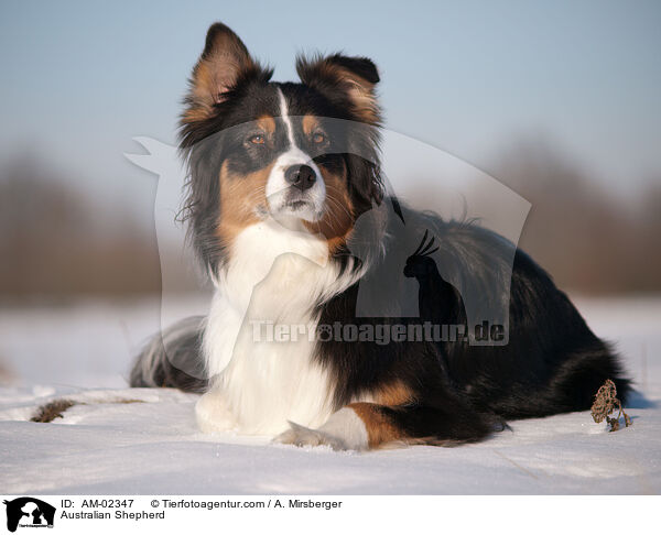 Australian Shepherd / Australian Shepherd / AM-02347