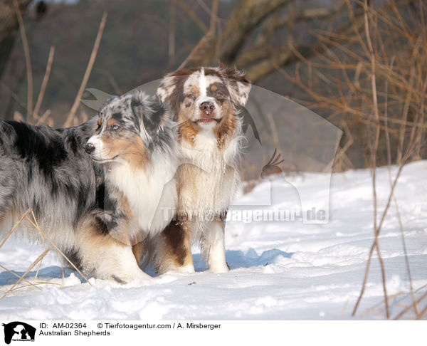 Australian Shepherds / Australian Shepherds / AM-02364