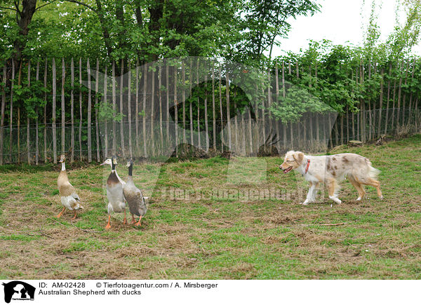 Australian Shepherd with ducks / AM-02428