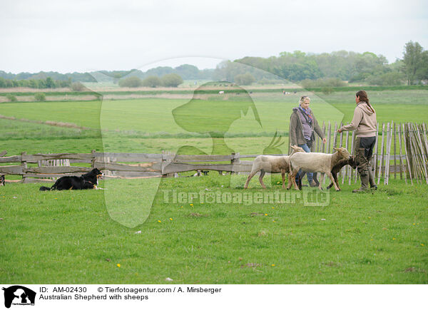 Australian Shepherd htet Schafe / Australian Shepherd with sheeps / AM-02430