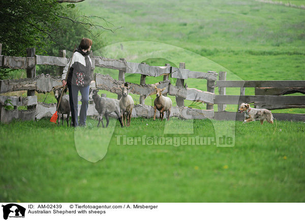 Australian Shepherd htet Schafe / Australian Shepherd with sheeps / AM-02439