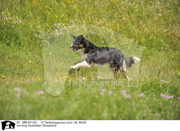 rennender Australian Shepherd / running Australian Shepherd / MR-05139