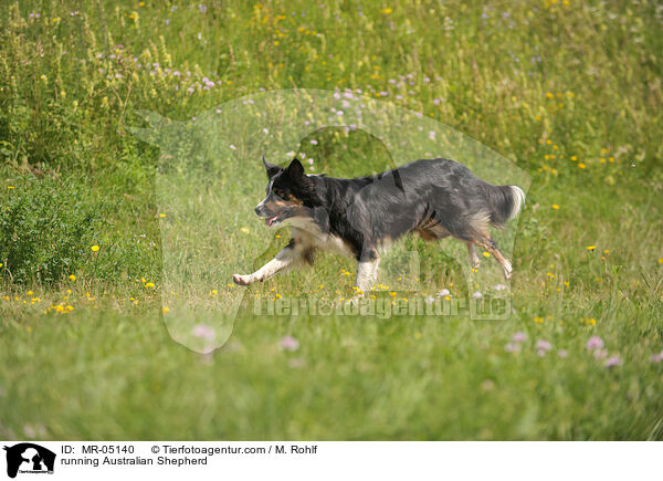 rennender Australian Shepherd / running Australian Shepherd / MR-05140