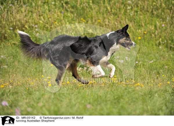 rennender Australian Shepherd / running Australian Shepherd / MR-05142