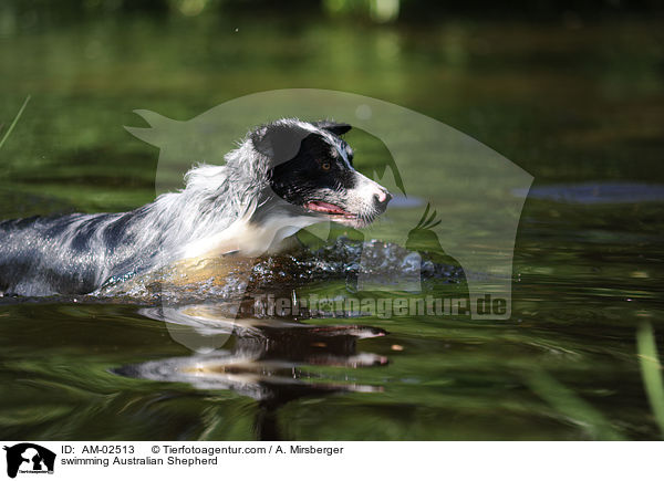 schwimmender Australian Shepherd / swimming Australian Shepherd / AM-02513
