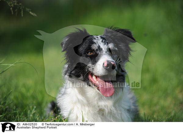 Australian Shepherd Portrait / Australian Shepherd Portrait / AM-02520