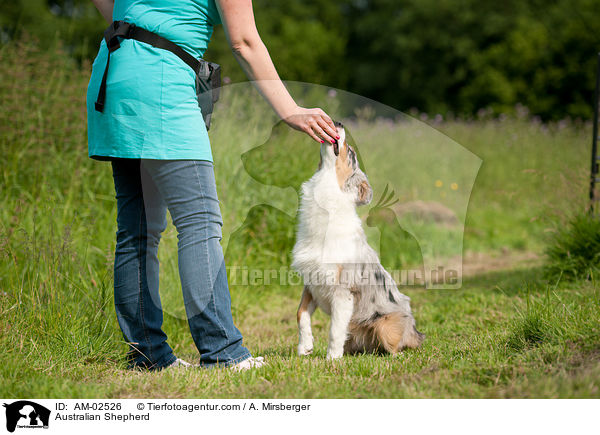 Australian Shepherd / Australian Shepherd / AM-02526