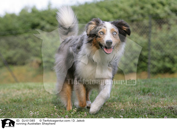 rennender Australian Shepherd / running Australian Shepherd / DJ-01385