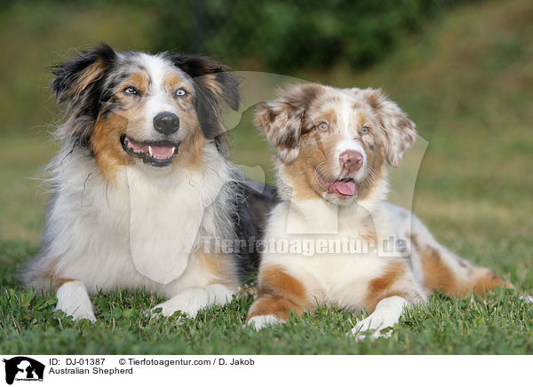 Australian Shepherd / Australian Shepherd / DJ-01387