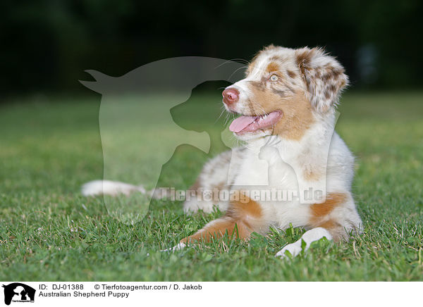 Australian Shepherd Welpe / Australian Shepherd Puppy / DJ-01388