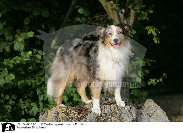 Australian Shepherd / Australian Shepherd / DJ-01396