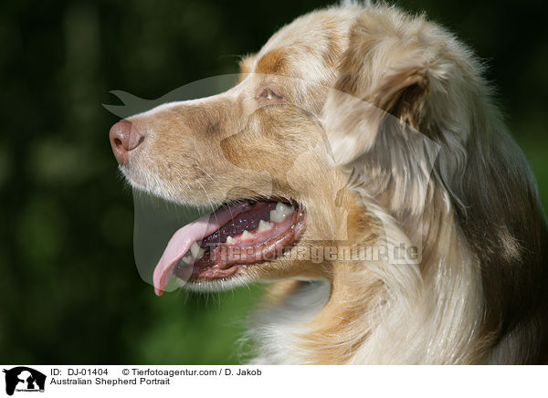 Australian Shepherd Portrait / Australian Shepherd Portrait / DJ-01404