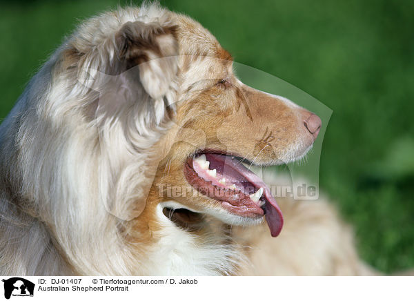 Australian Shepherd Portrait / Australian Shepherd Portrait / DJ-01407