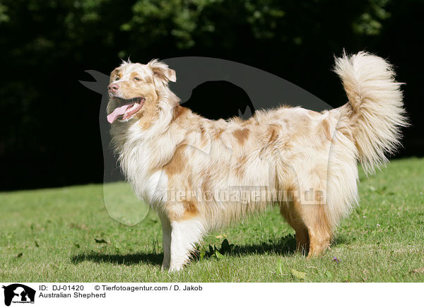 Australian Shepherd / Australian Shepherd / DJ-01420