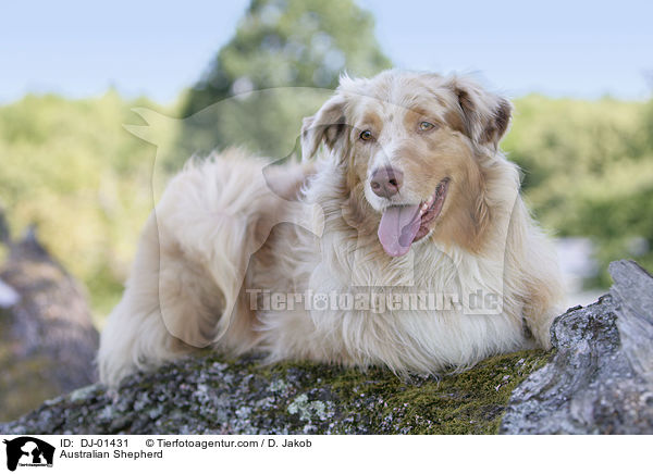 Australian Shepherd / Australian Shepherd / DJ-01431
