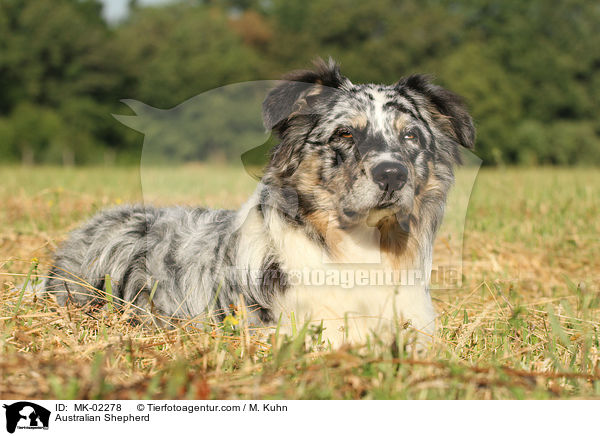 Australian Shepherd / Australian Shepherd / MK-02278