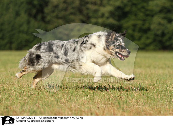 rennender Australian Shepherd / running Australian Shepherd / MK-02284