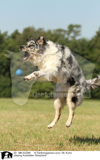 spielender Australian Shepherd / playing Australian Shepherd / MK-02288